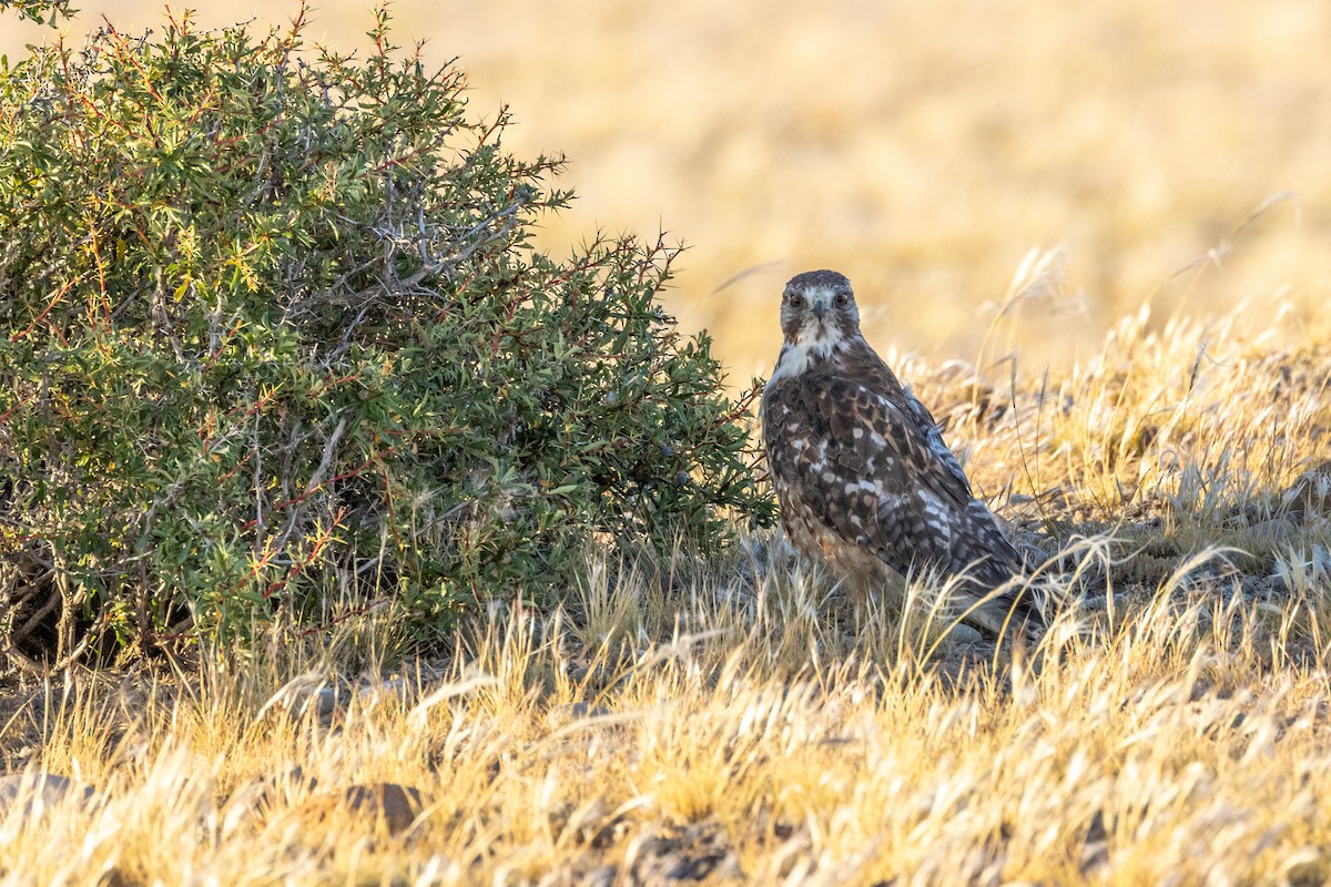 Variable Hawk (Red-backed) - ML615527565