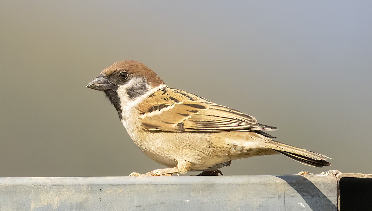Eurasian Tree Sparrow - Iris Kilpatrick