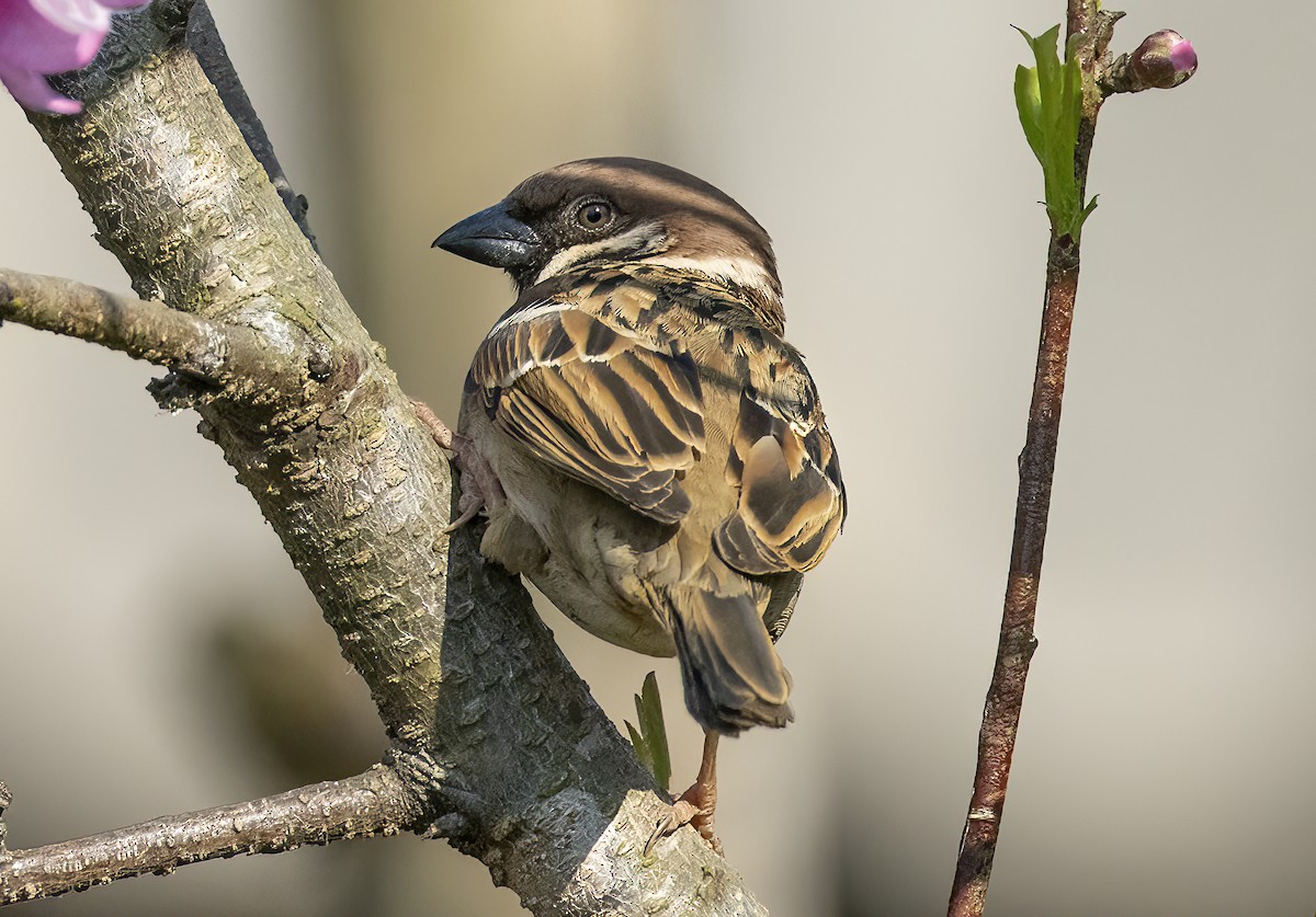 Eurasian Tree Sparrow - ML615527702