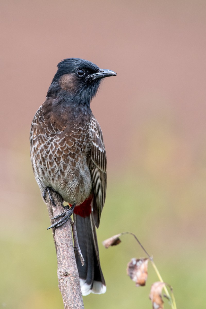 Red-vented Bulbul - ML615527754