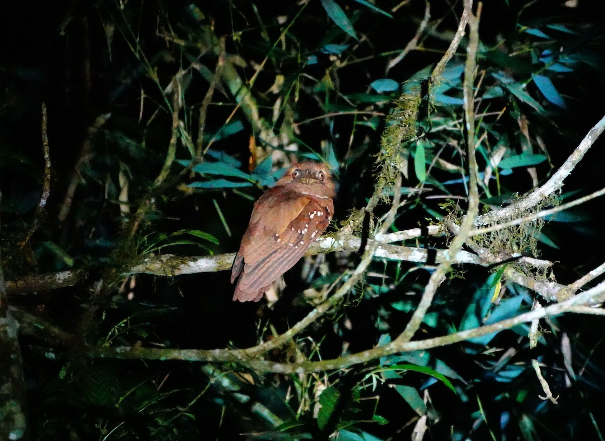 Philippine Frogmouth - ML615527770