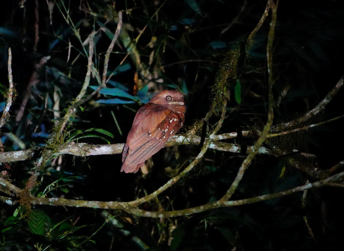 Philippine Frogmouth - Liao Tzu-Chiang