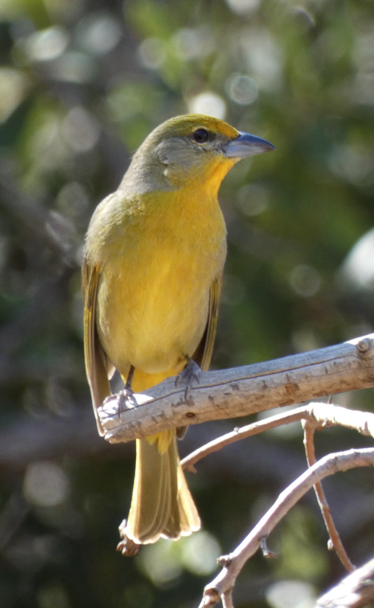 Hepatic Tanager - ML615528050