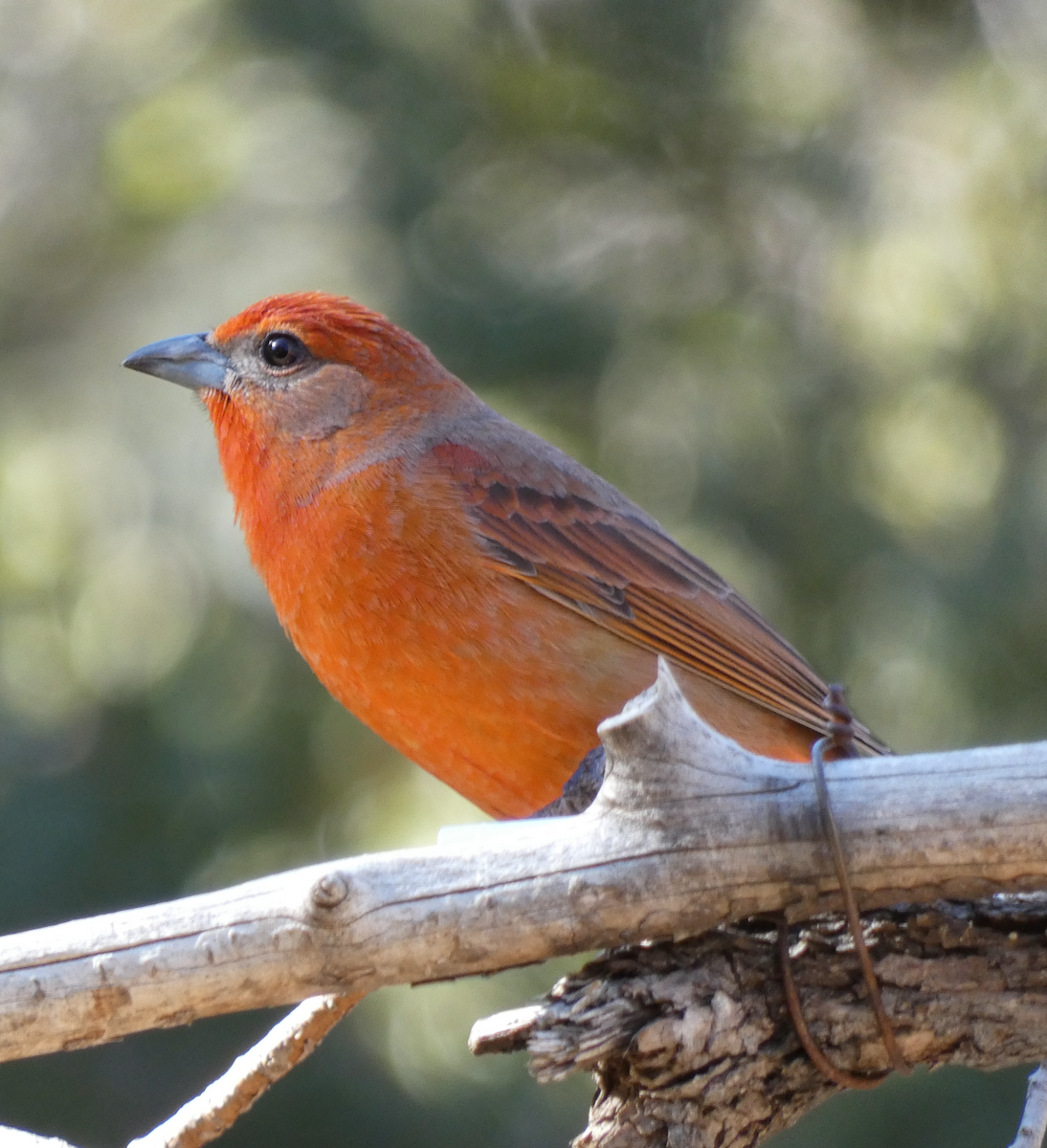 Hepatic Tanager - ML615528051