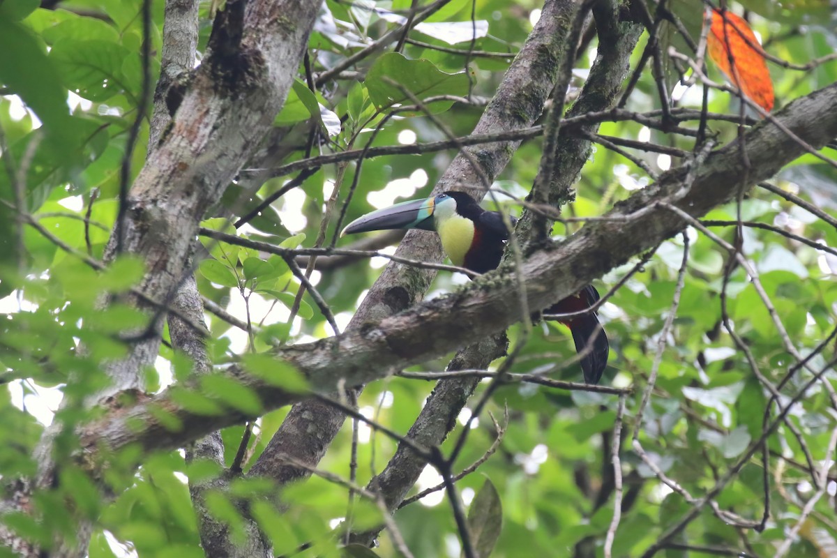 Channel-billed Toucan (Citron-throated) - ML615528116