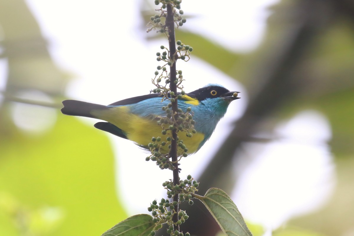 Black-faced Dacnis (Yellow-tufted) - ML615528288