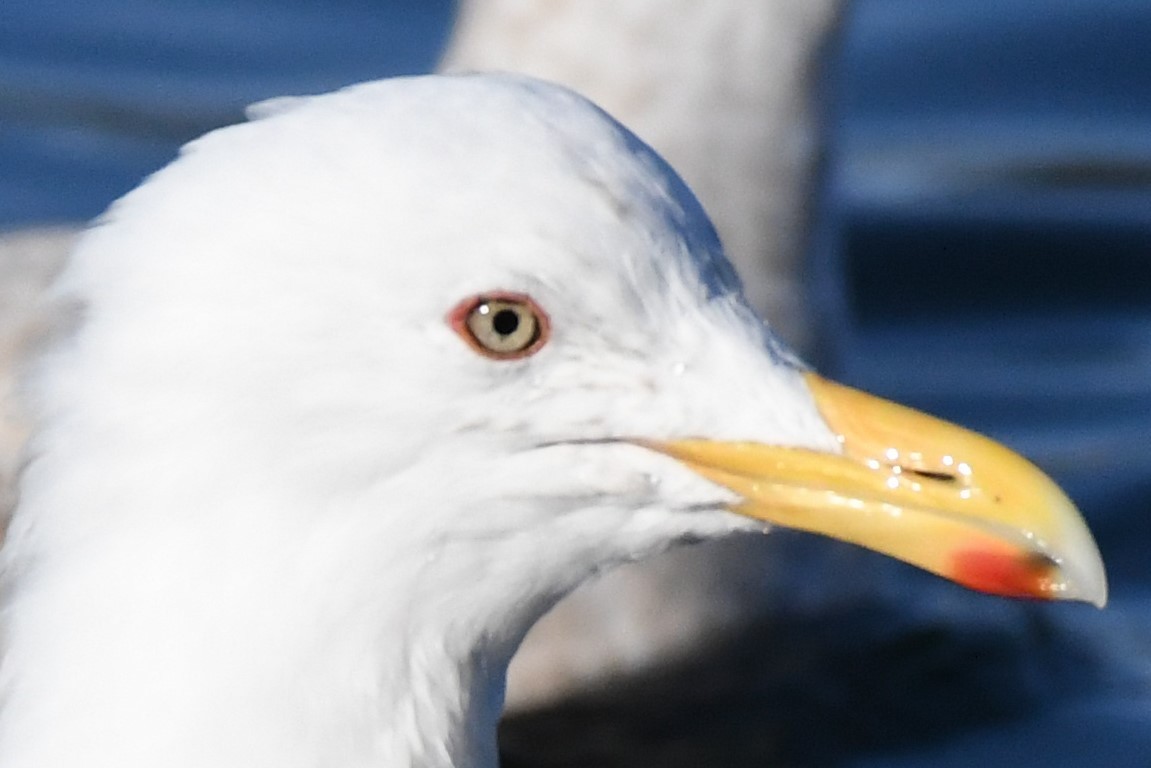 Herring x Glaucous-winged Gull (hybrid) - Brad Hunter