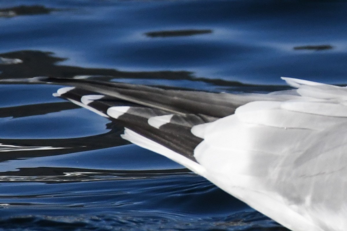 Herring x Glaucous-winged Gull (hybrid) - Brad Hunter