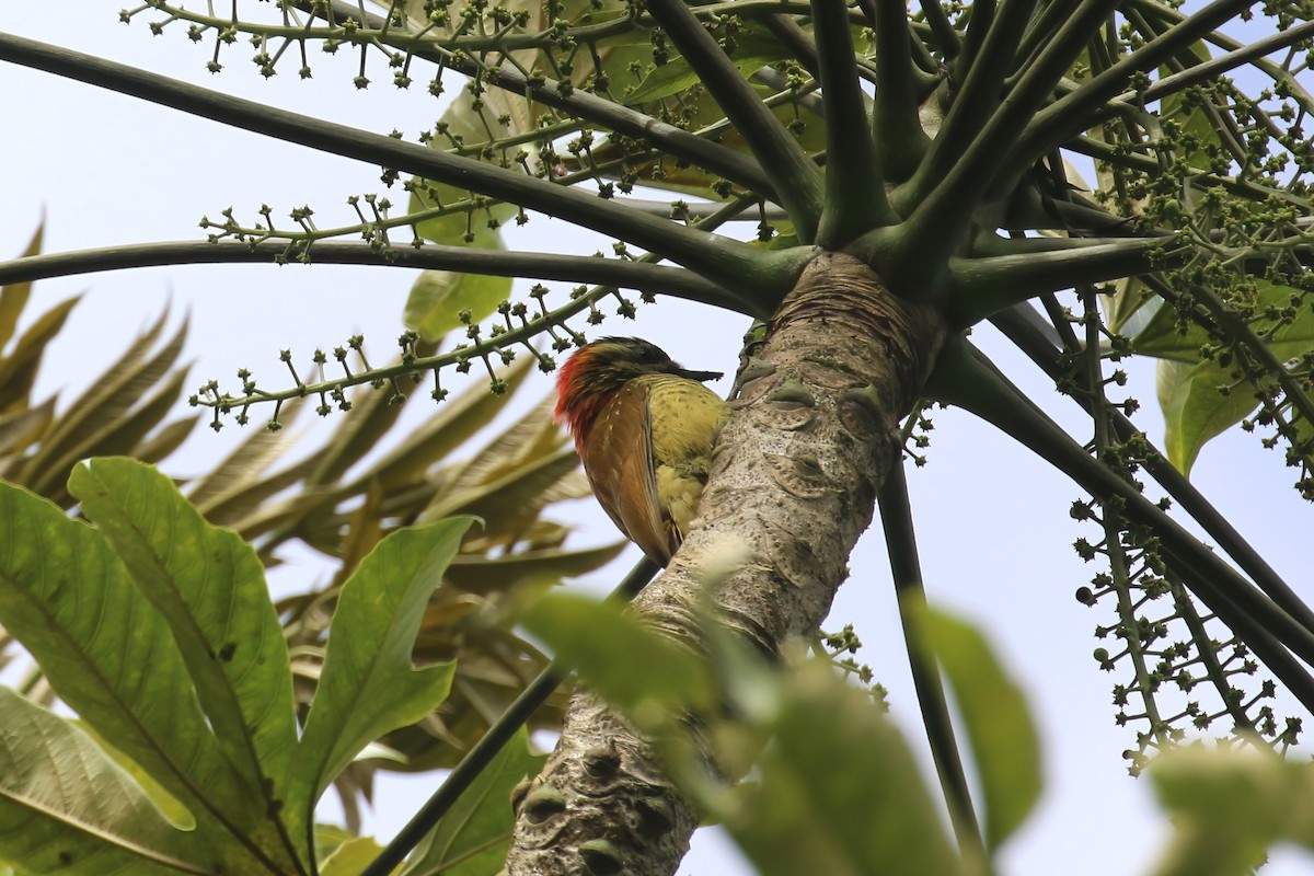 Yellow-vented Woodpecker - ML615528389
