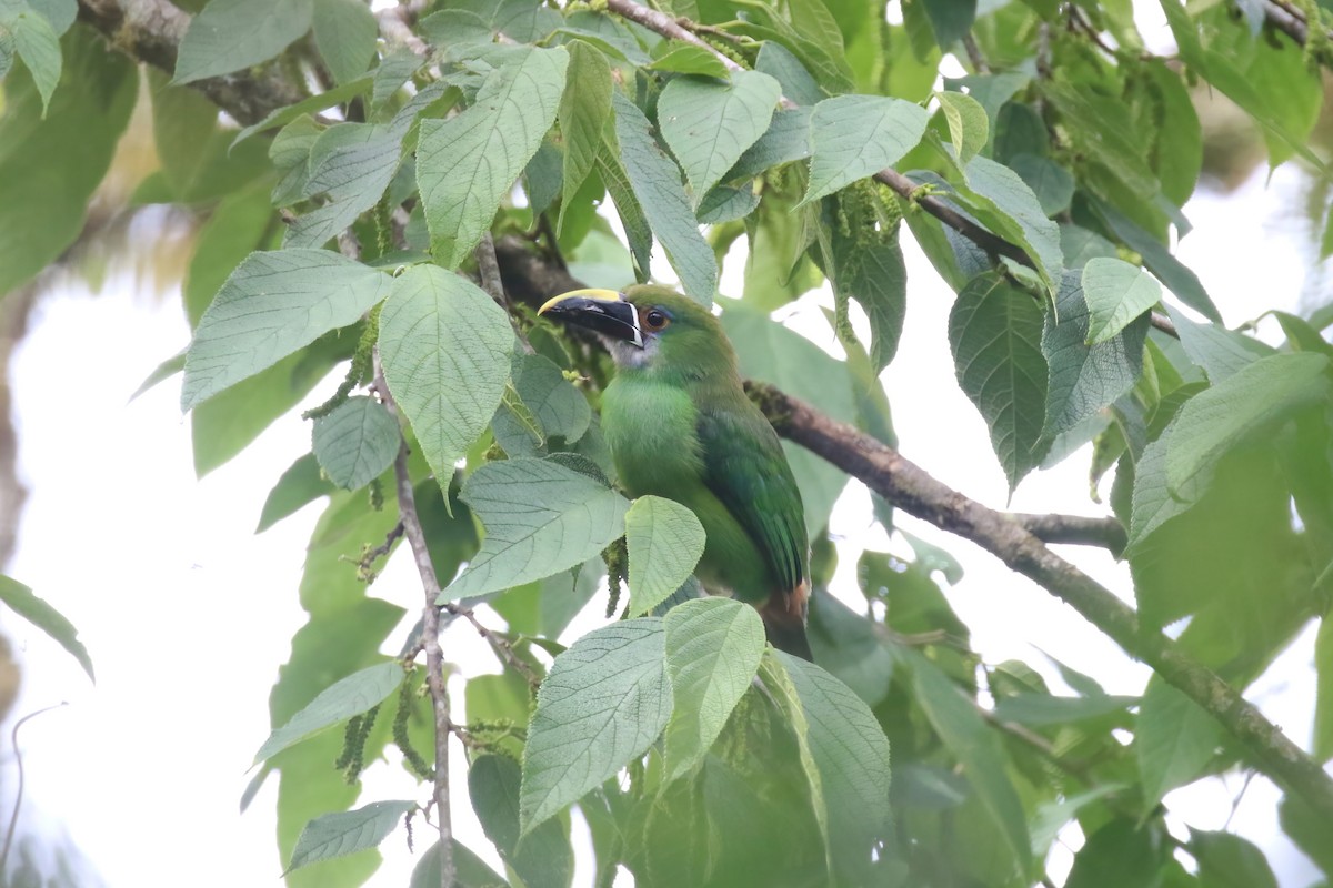 Southern Emerald-Toucanet (Andean) - ML615528392