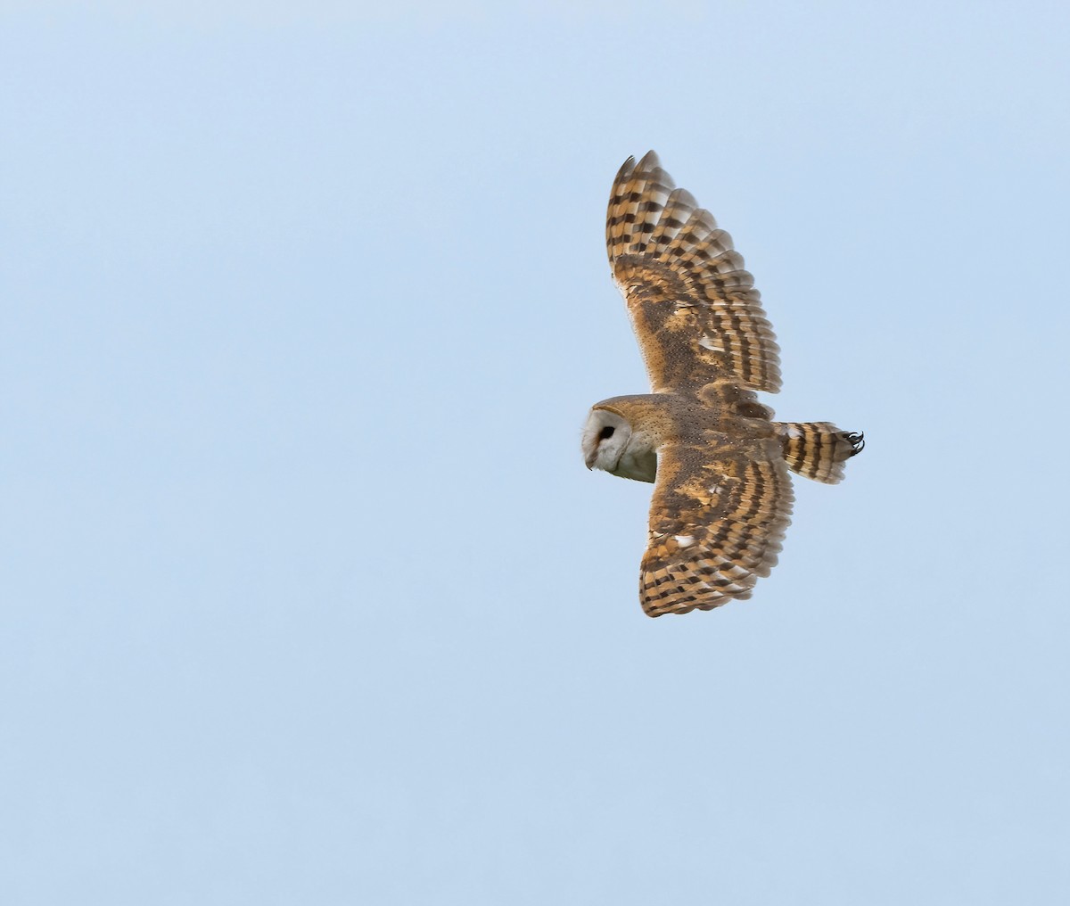 Barn Owl (African) - ML615528608