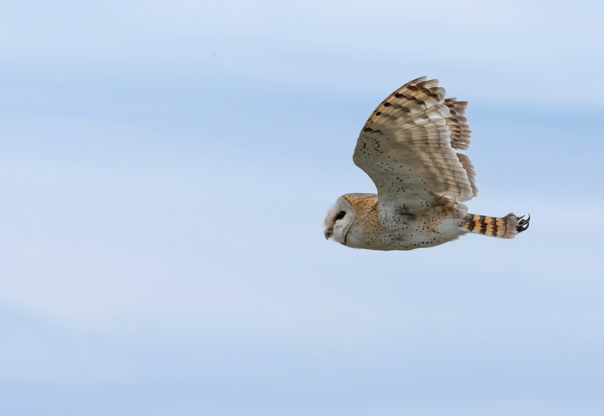 Barn Owl (African) - ML615528625