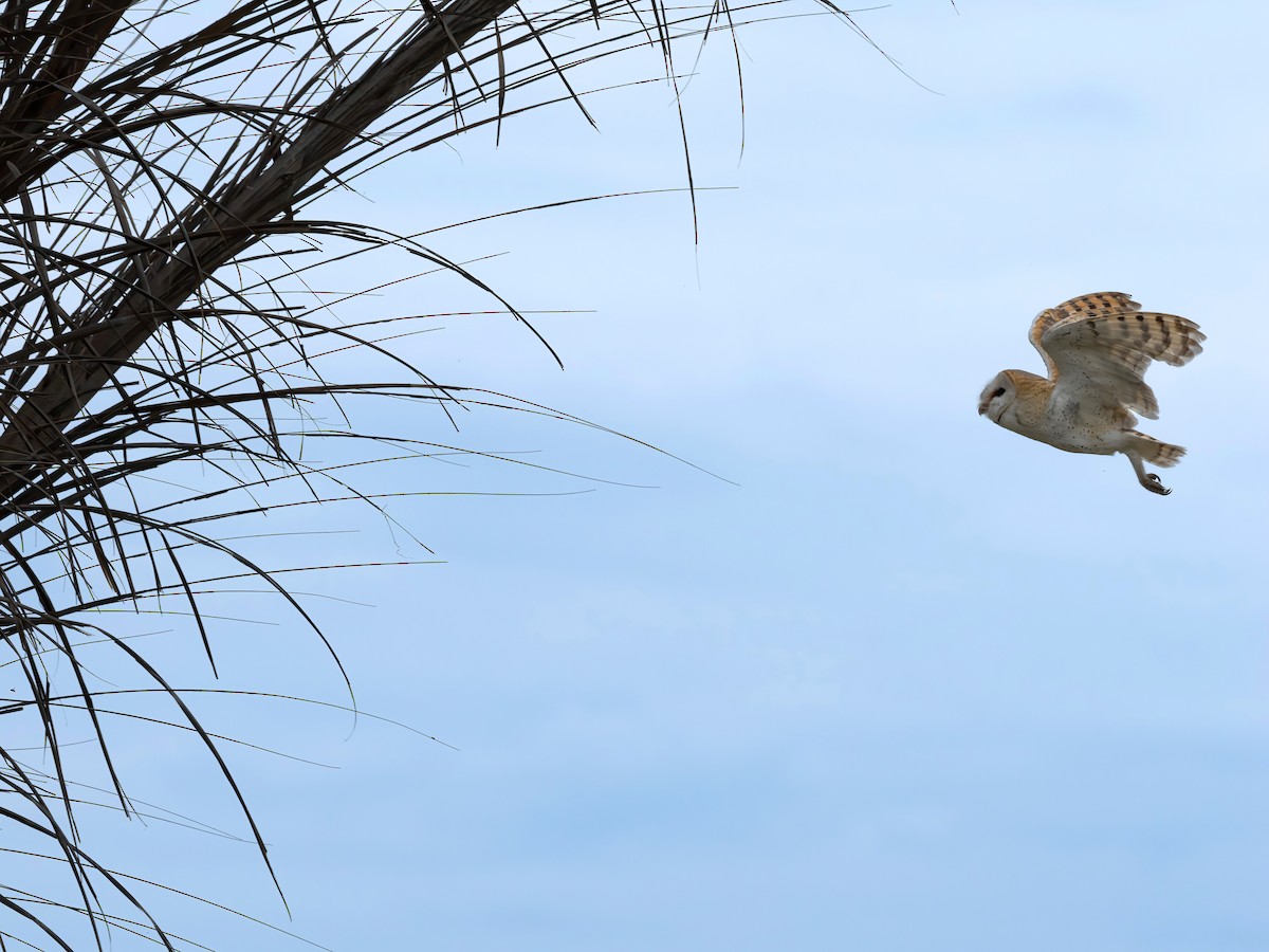 Barn Owl (African) - Per Alström