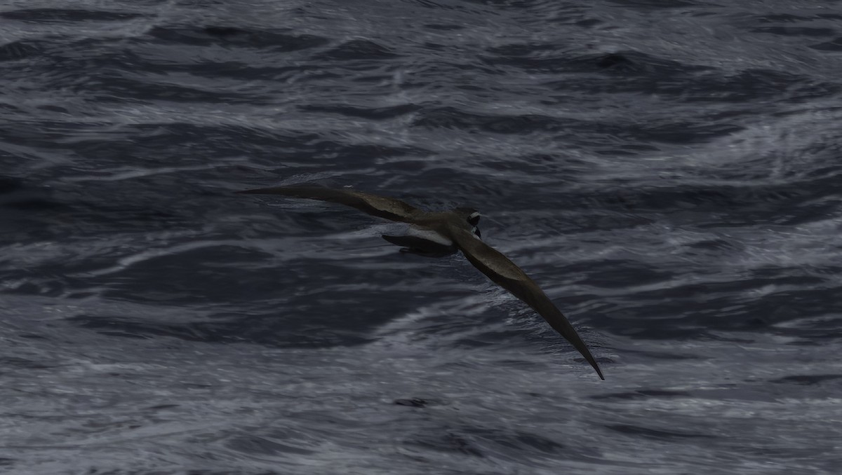 White-faced Storm-Petrel - ML615528653