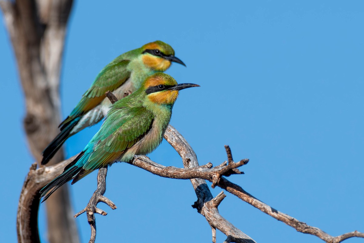 Rainbow Bee-eater - Felix Watson