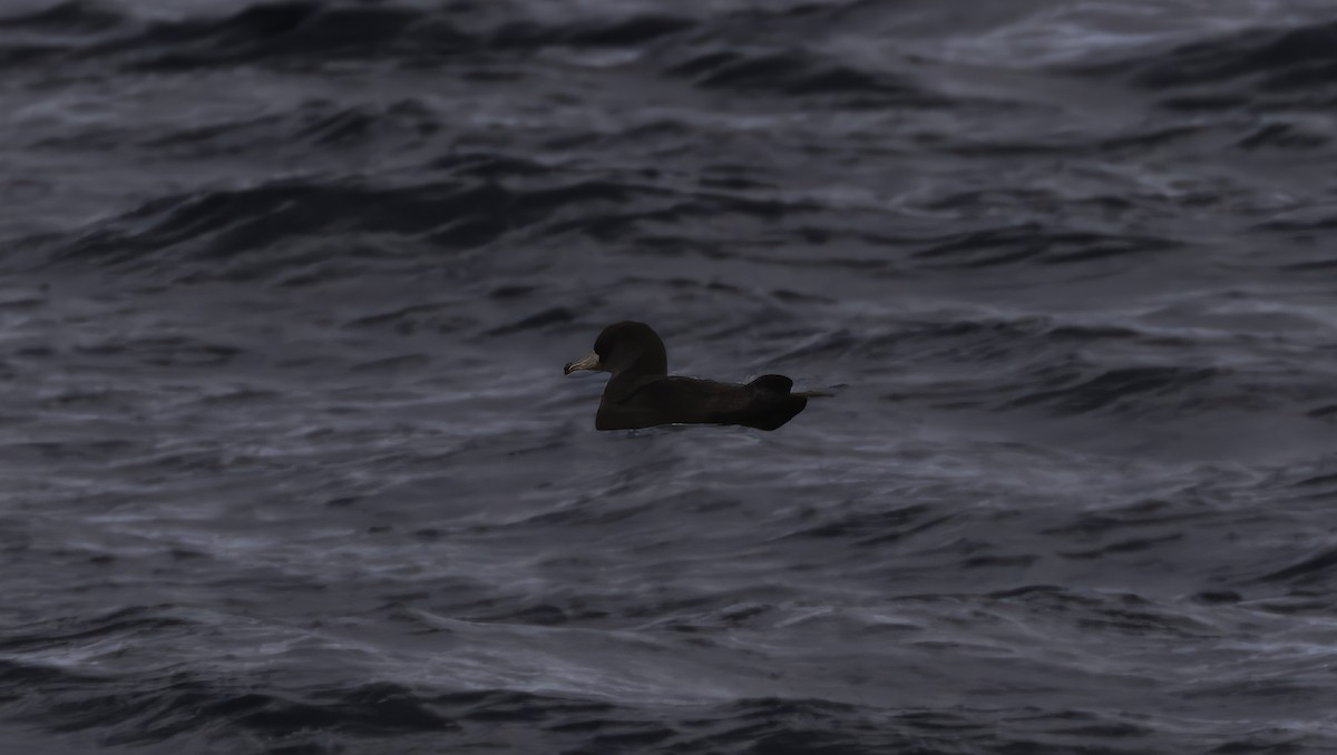 Flesh-footed Shearwater - ML615528760