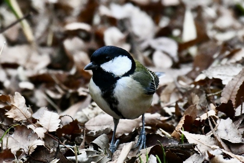 Japanese Tit - Russell Waugh