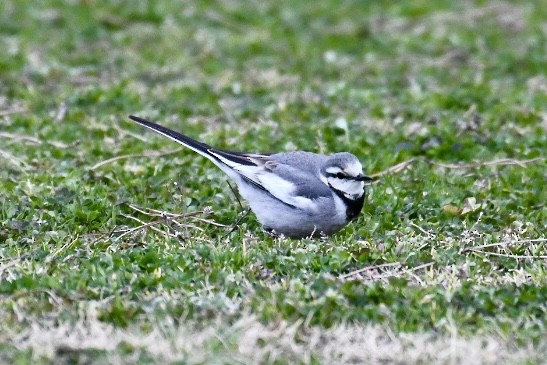 White Wagtail - Russell Waugh