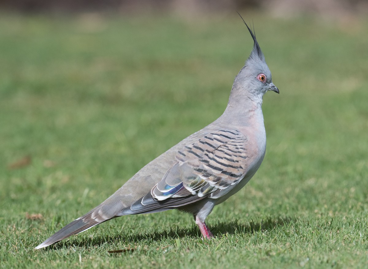 Crested Pigeon - ML615528881