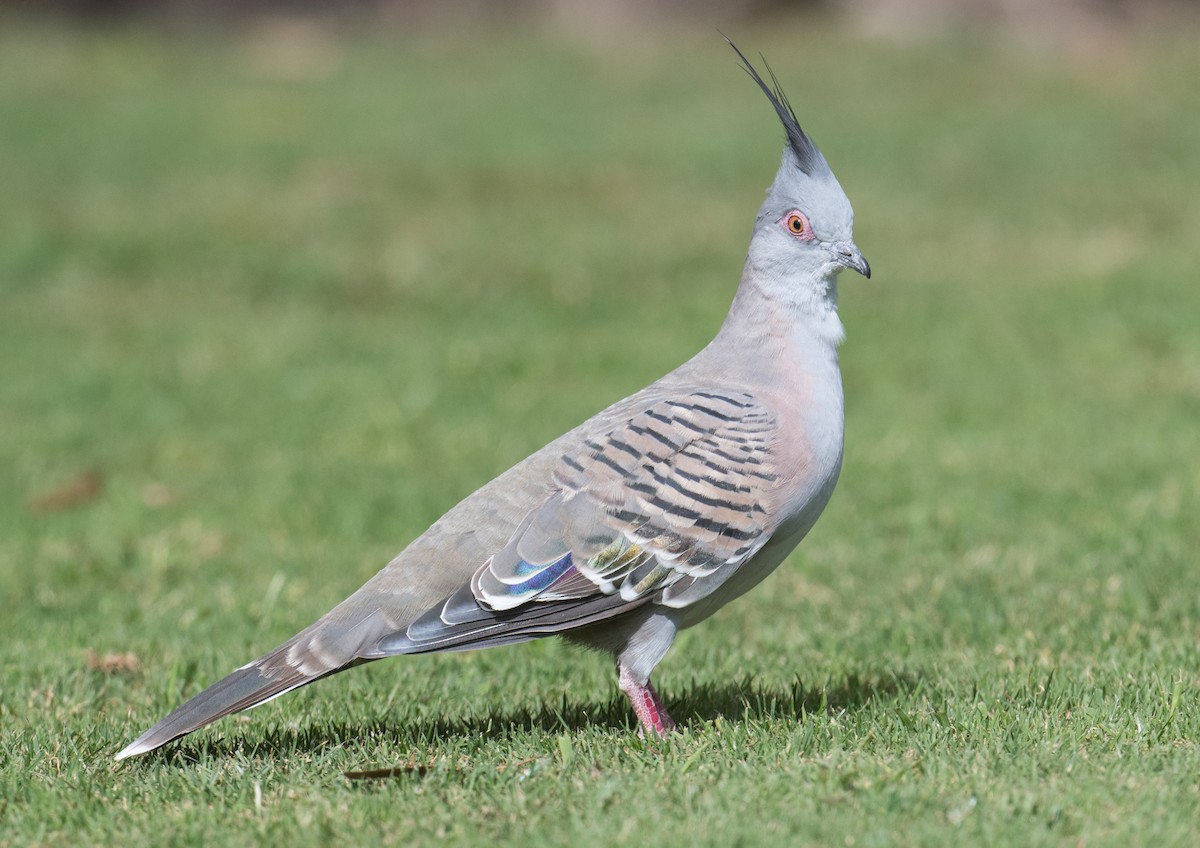 Crested Pigeon - ML615528890