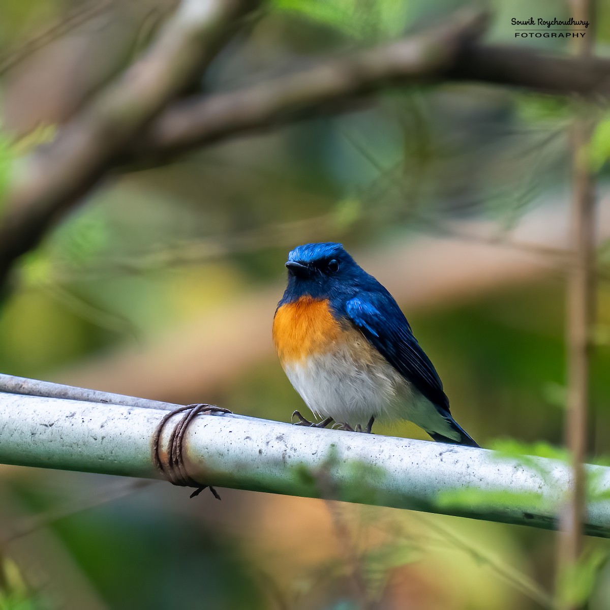 Blue-throated Flycatcher - Souvik Roychoudhury