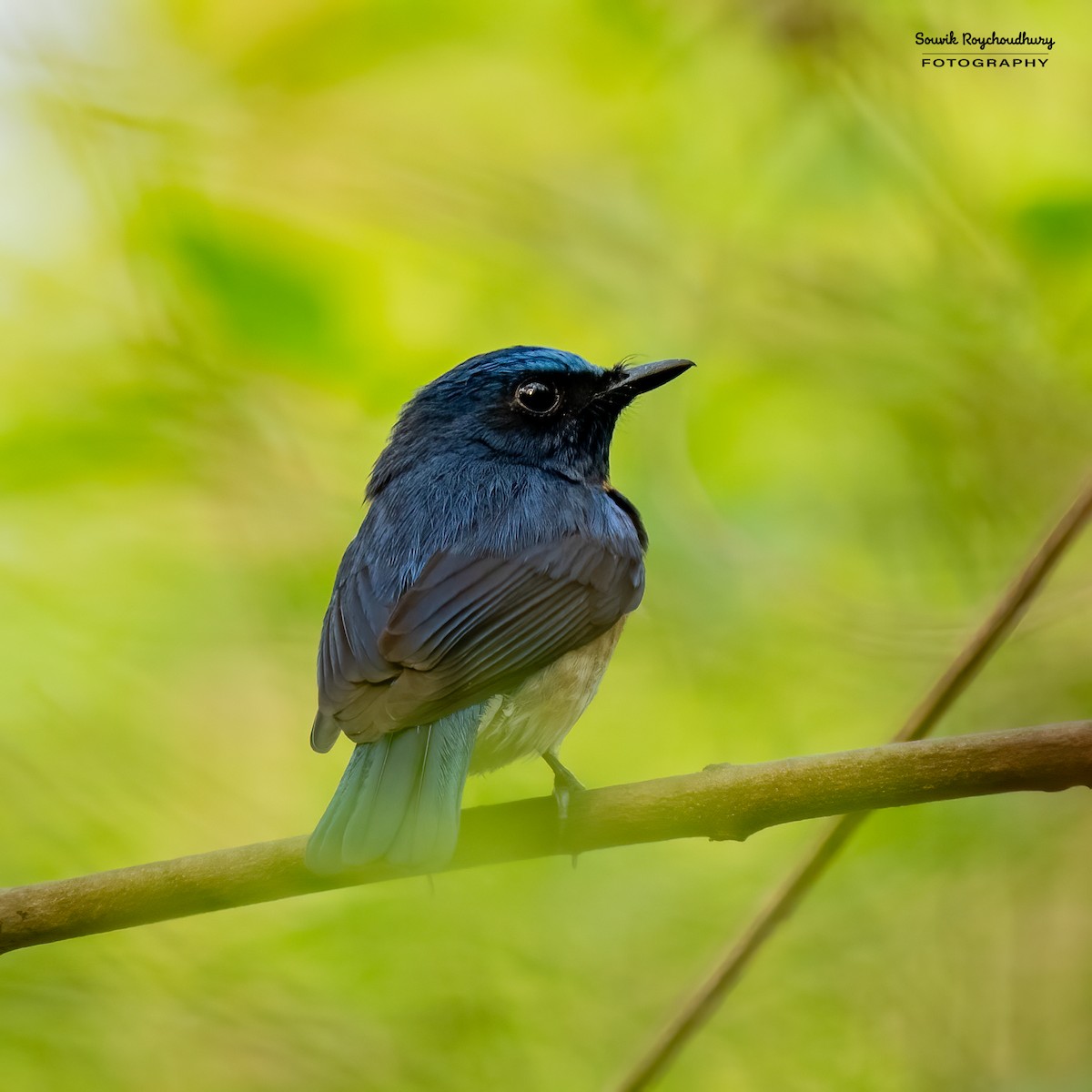 Blue-throated Flycatcher - Souvik Roychoudhury