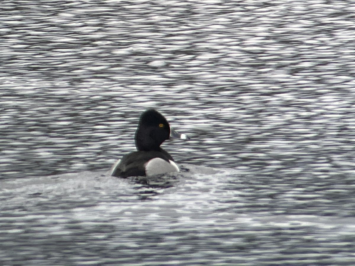 Ring-necked Duck - ML615528945