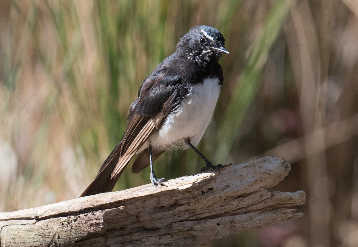 Willie-wagtail - ML615528969