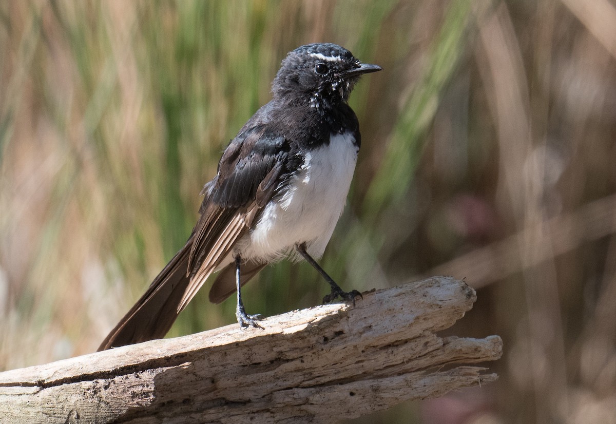 Willie-wagtail - ML615528970