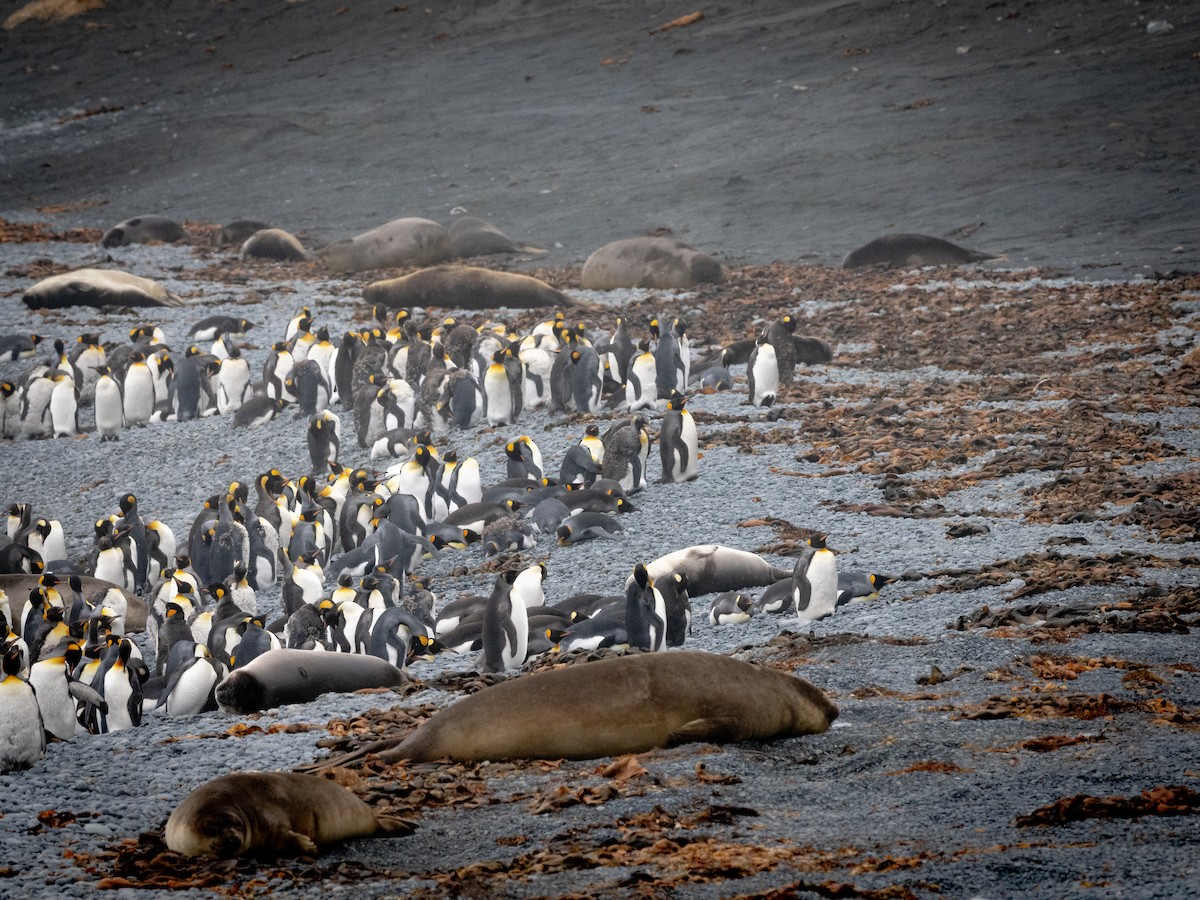 tučňák patagonský - ML615529010
