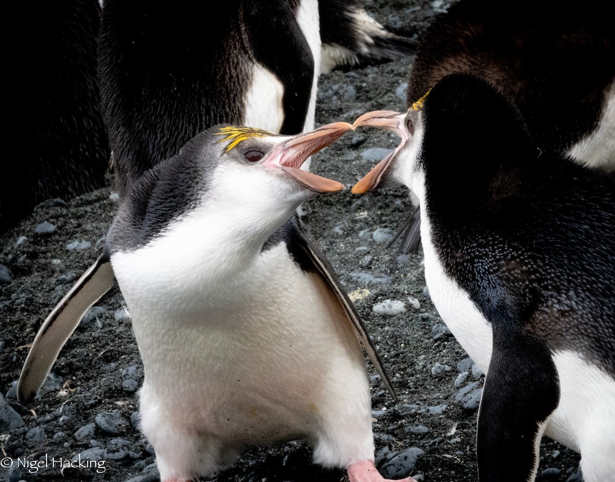 Пінгвін білогорлий - ML615529024