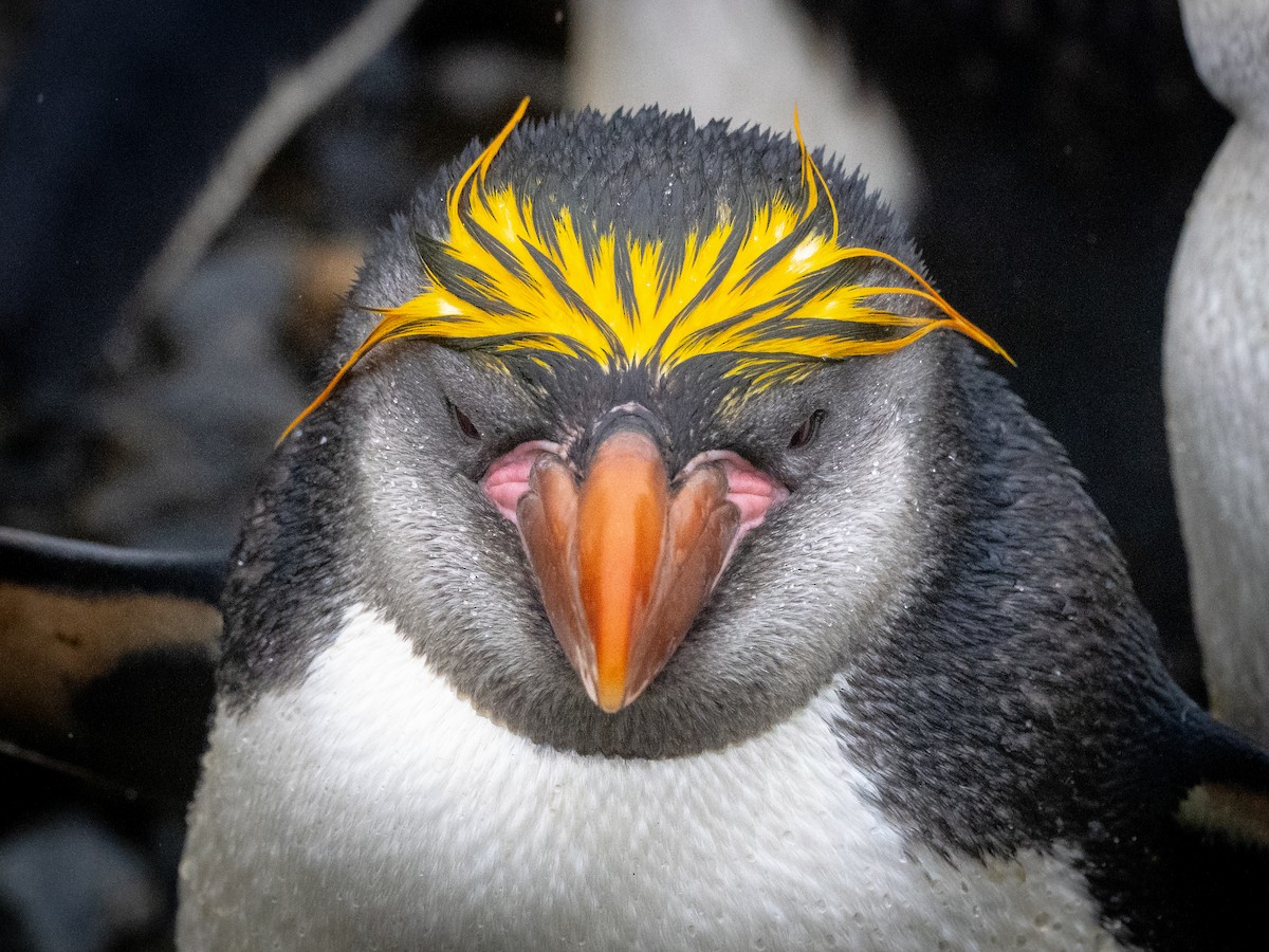 Пингвин Маккуори - ML615529026