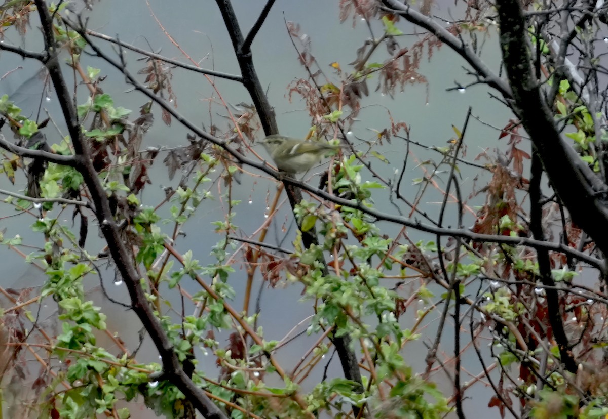Sichuan Leaf Warbler - ML615529035