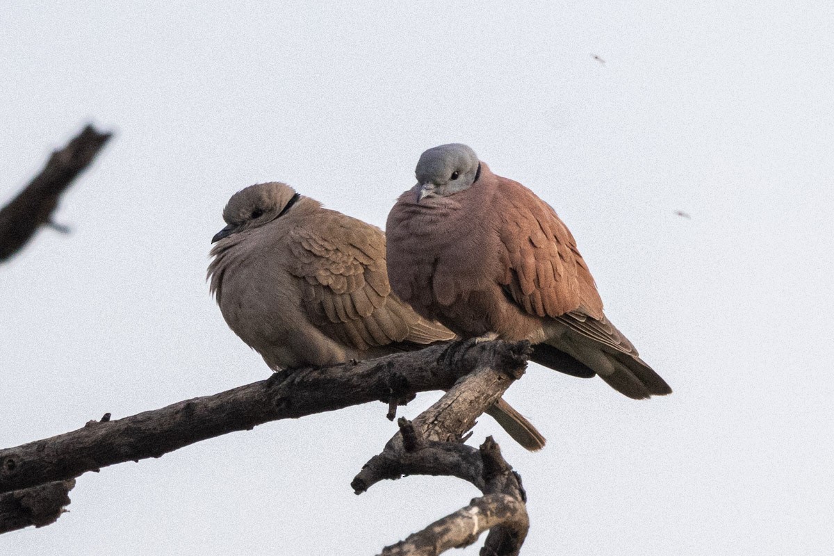 Red Collared-Dove - ML615529190