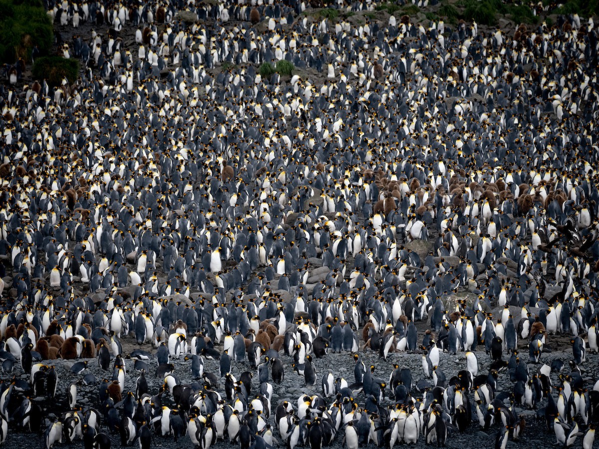 tučňák patagonský - ML615529265