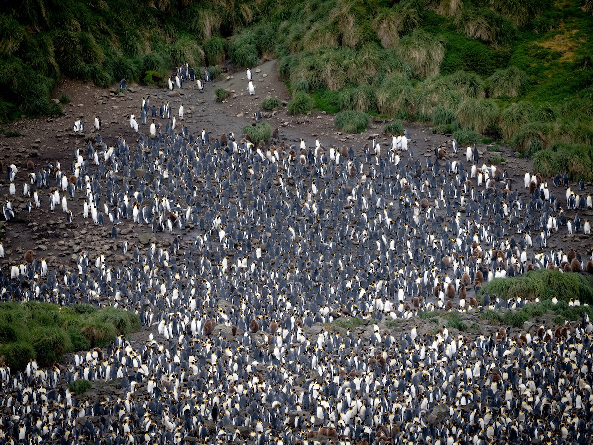 tučňák patagonský - ML615529266