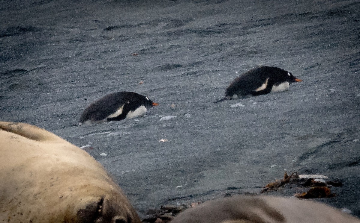tučňák oslí - ML615529339