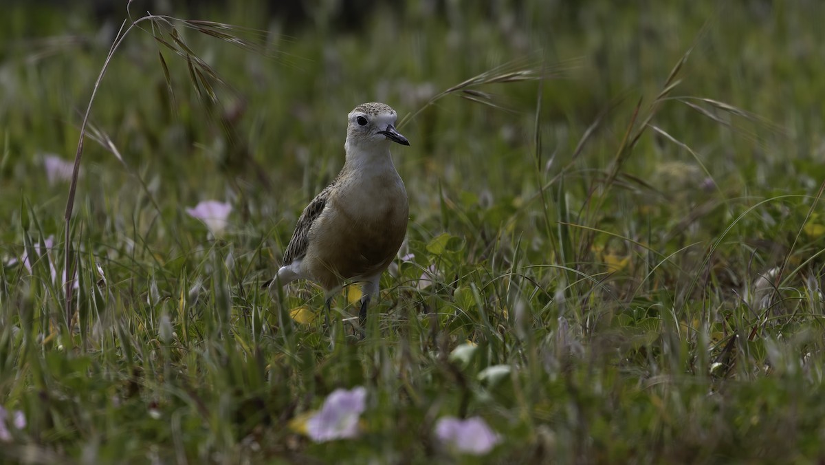 Red-breasted Dotterel (Northern) - ML615529382