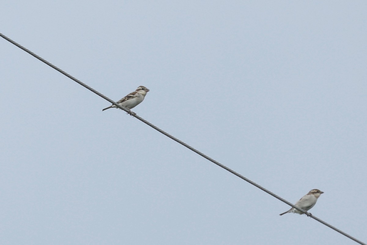 Russet Sparrow - ML615529444