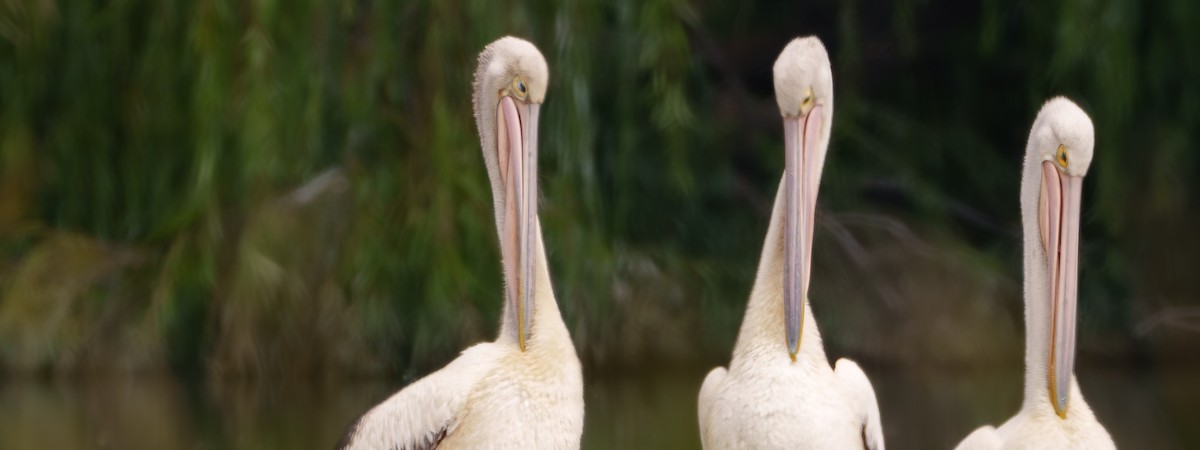 pelikán australský - ML615529455