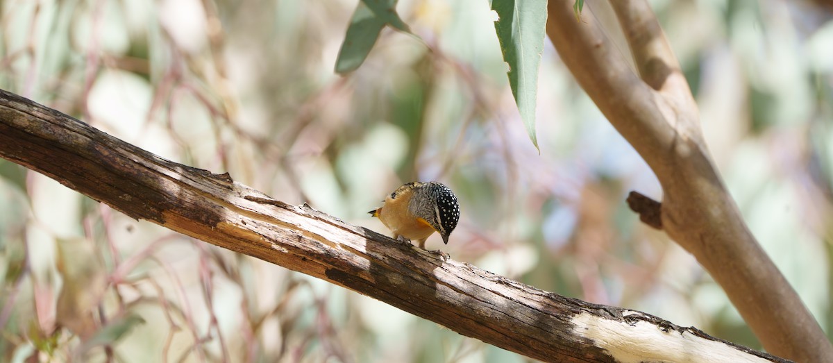 Spotted Pardalote - ML615529460