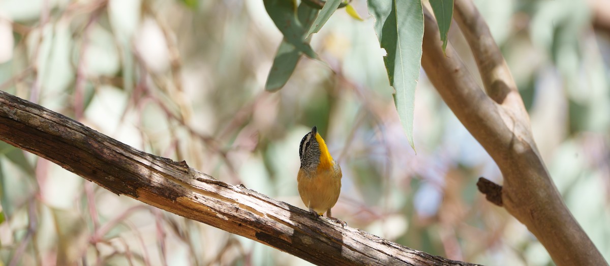 Spotted Pardalote - ML615529461