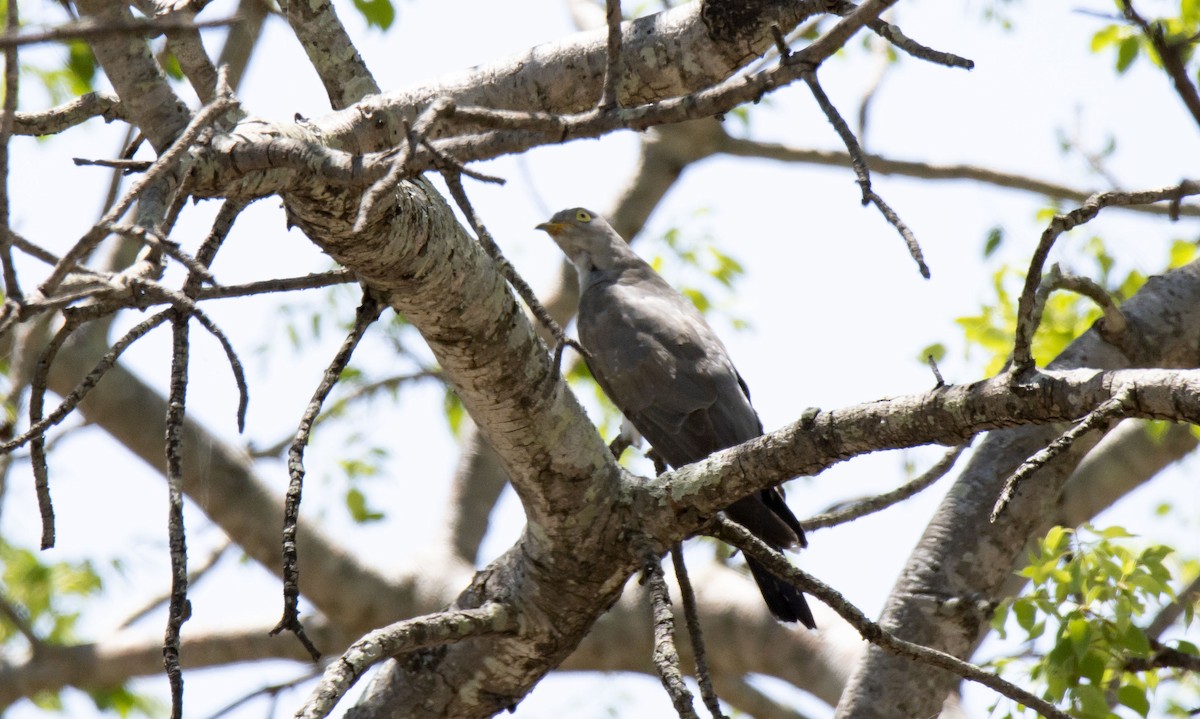 African Cuckoo - ML615529605