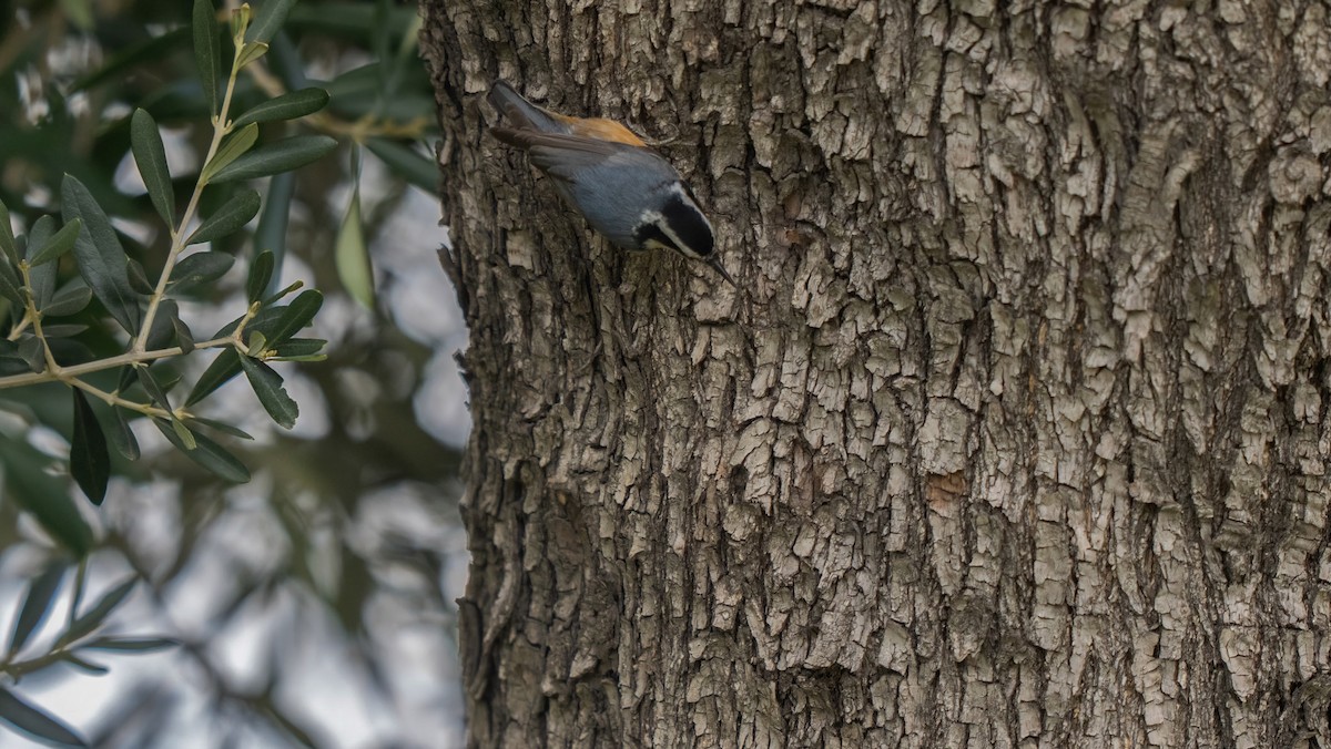 Red-breasted Nuthatch - ML615529908
