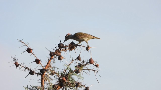 Nubian Woodpecker - ML615529967