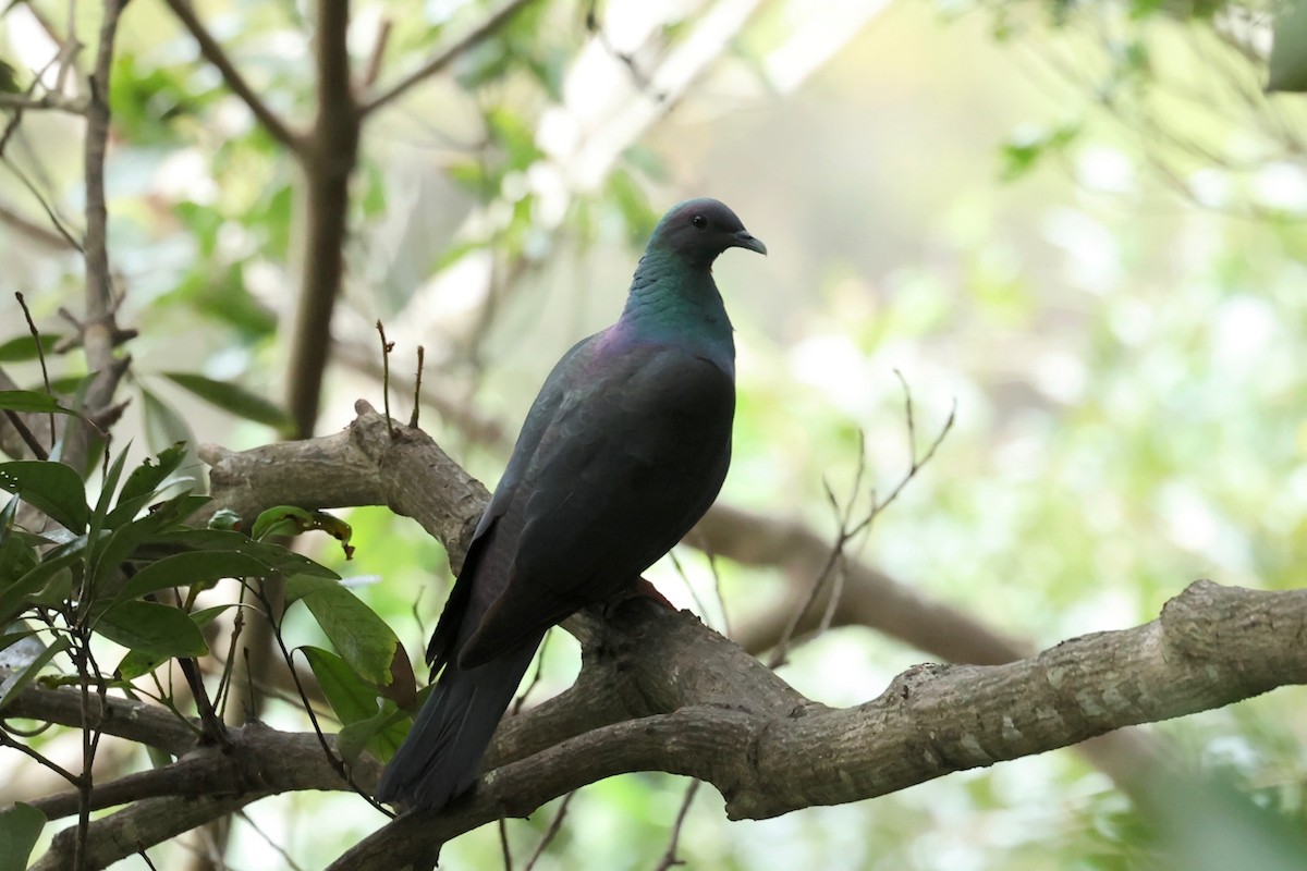 Black Wood-Pigeon - Chris Wiley