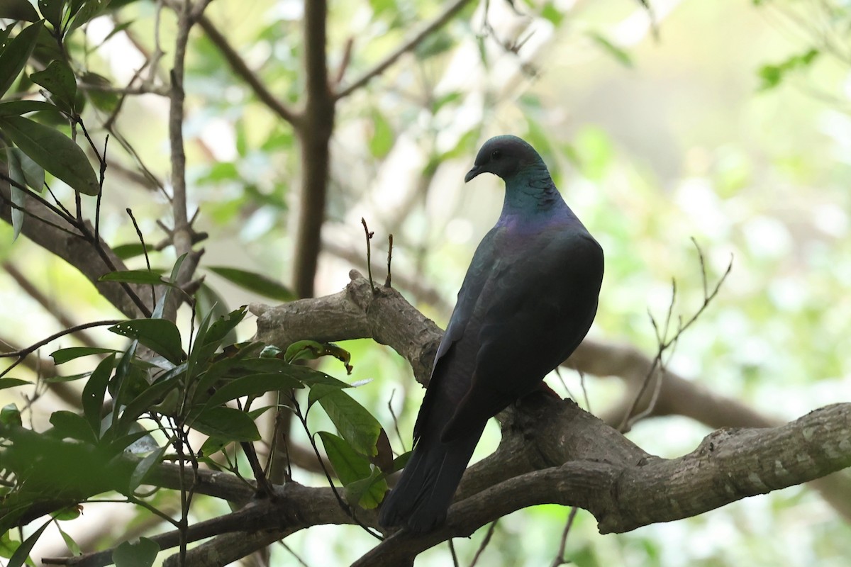 Black Wood-Pigeon - Chris Wiley