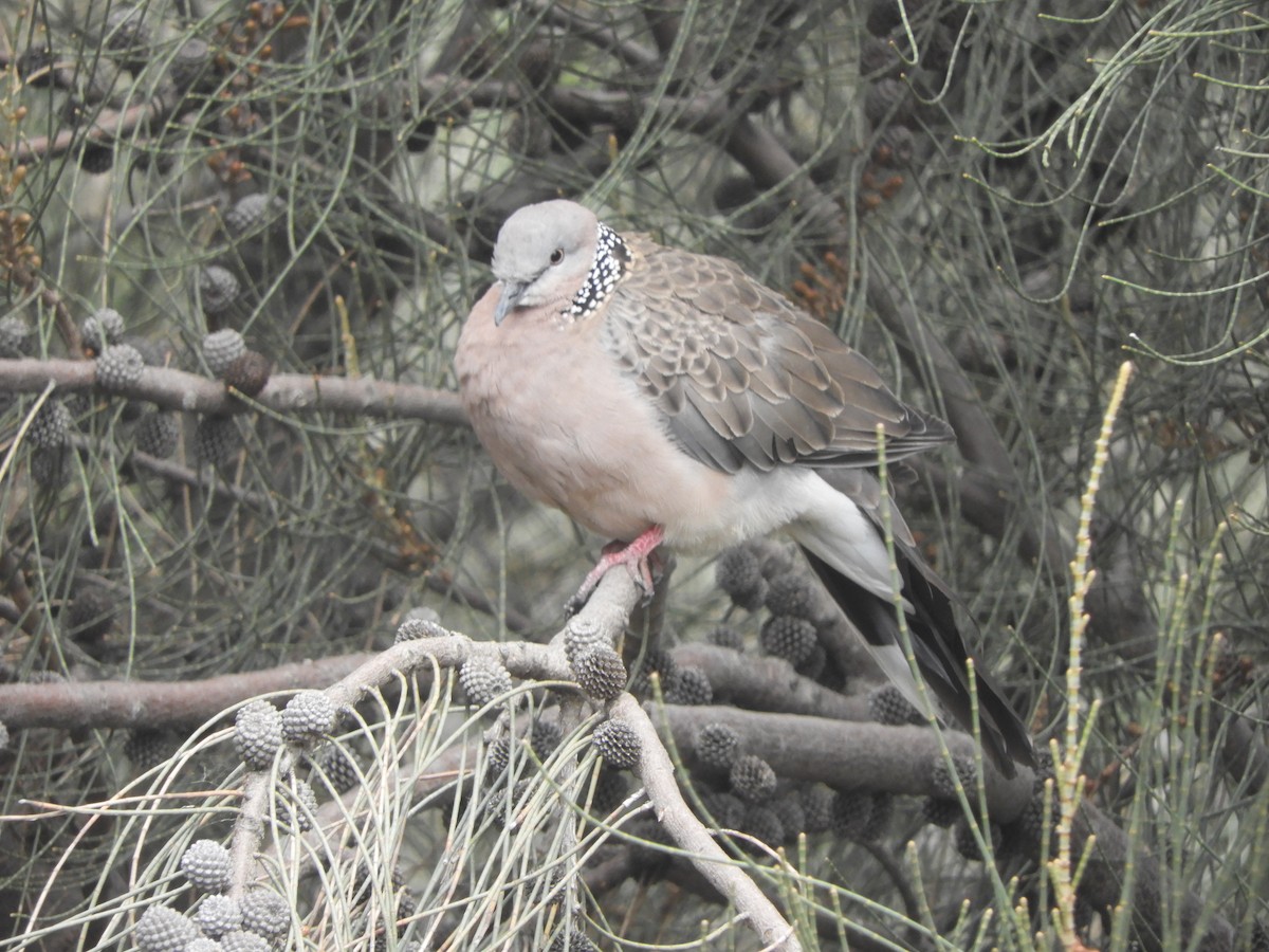 Spotted Dove - ML615530178