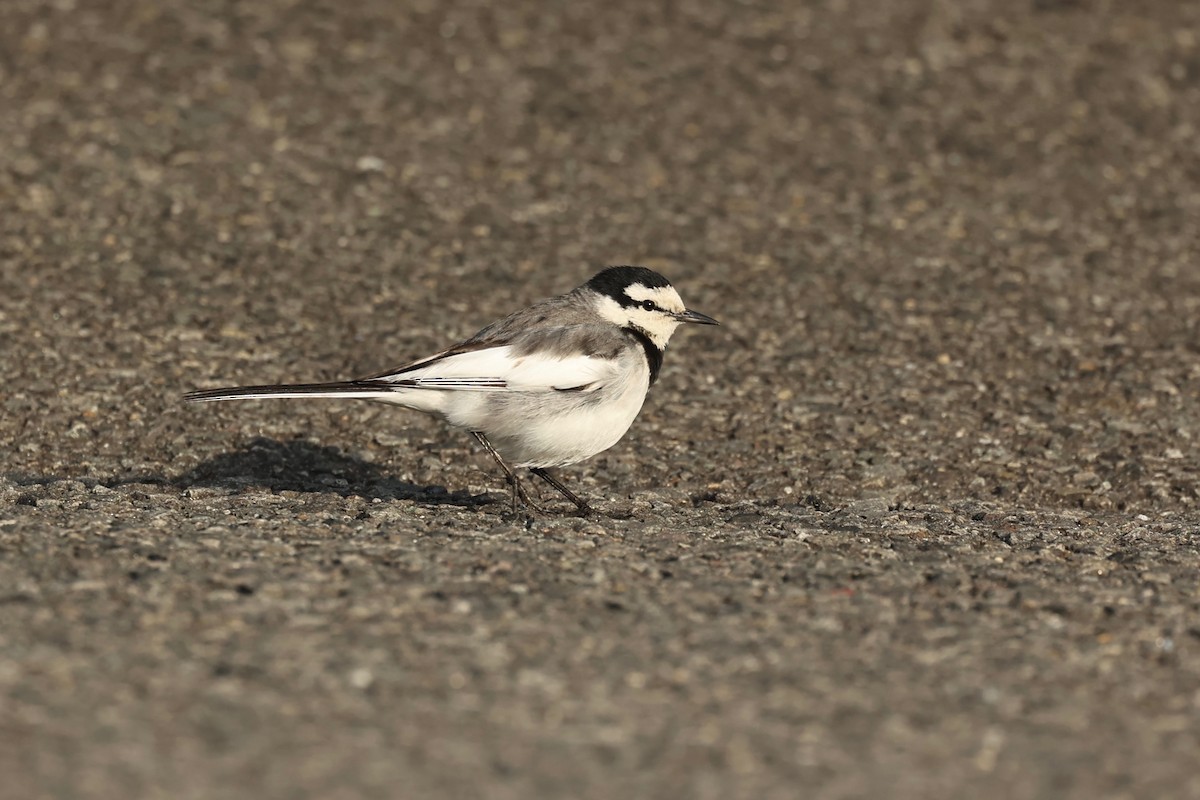 White Wagtail - Chris Wiley