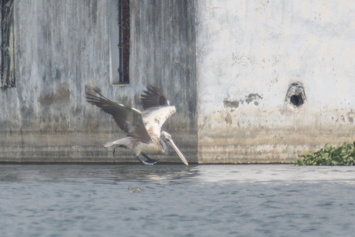 Spot-billed Pelican - Kalpesh Krishna